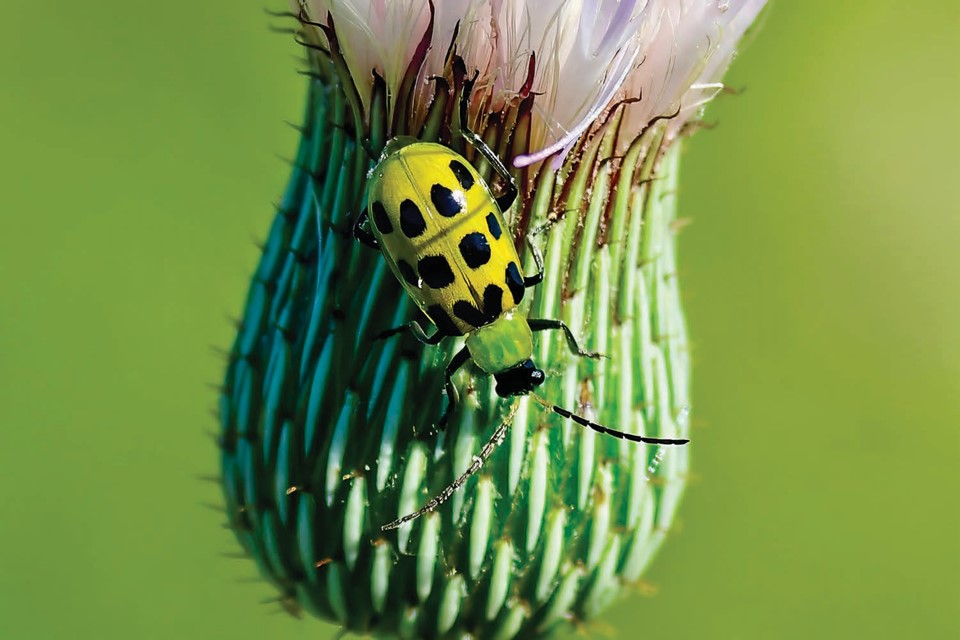 Cucumber Beetle