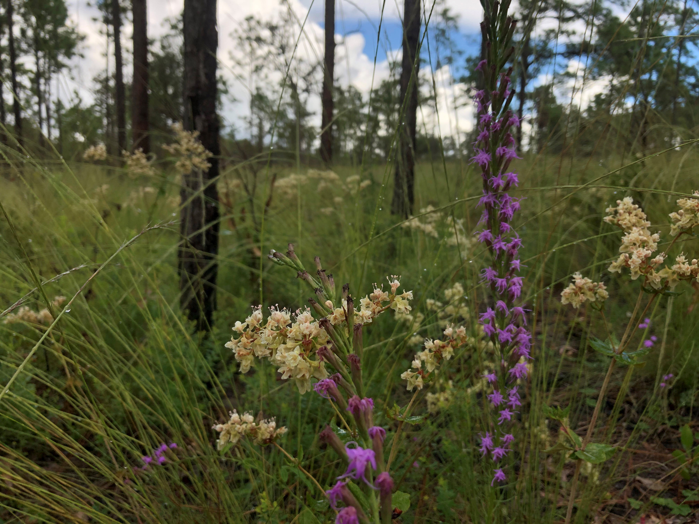 Wildflowers growing among the wiregrass in a healthy upland pine community.