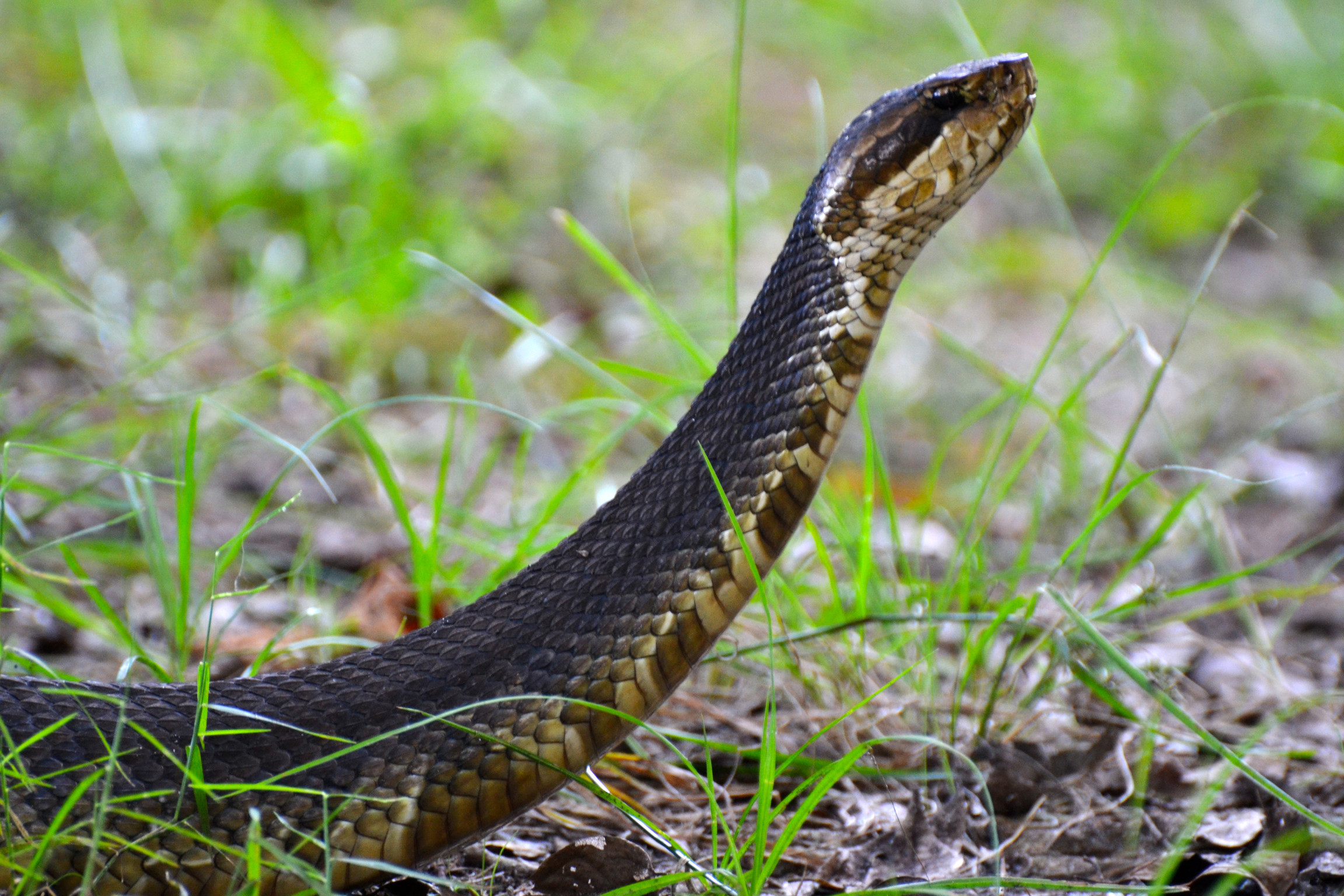 A cottonmouth raises its head up to look around. 
