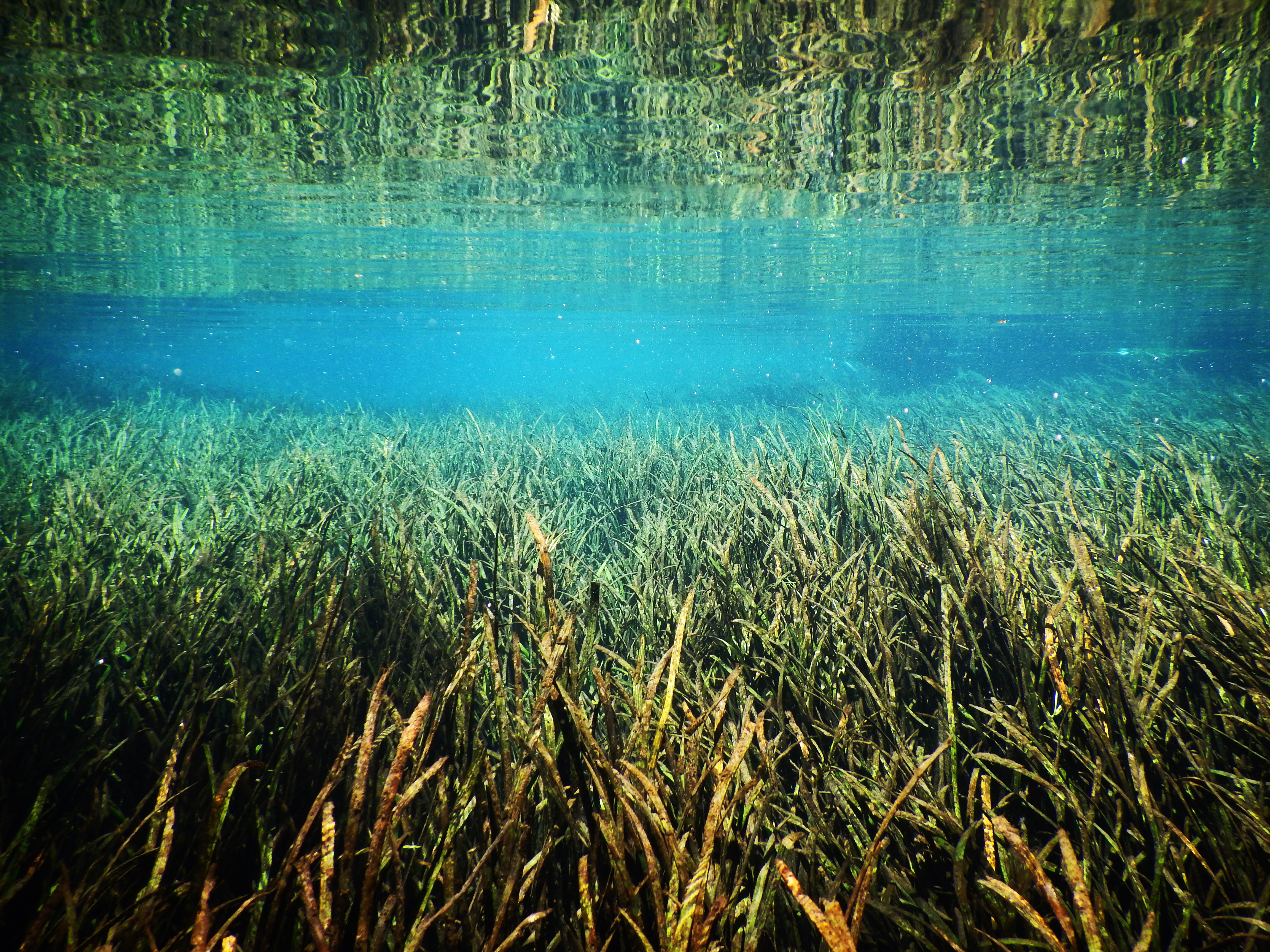 Ichetucknee Springs Submerged Grass.