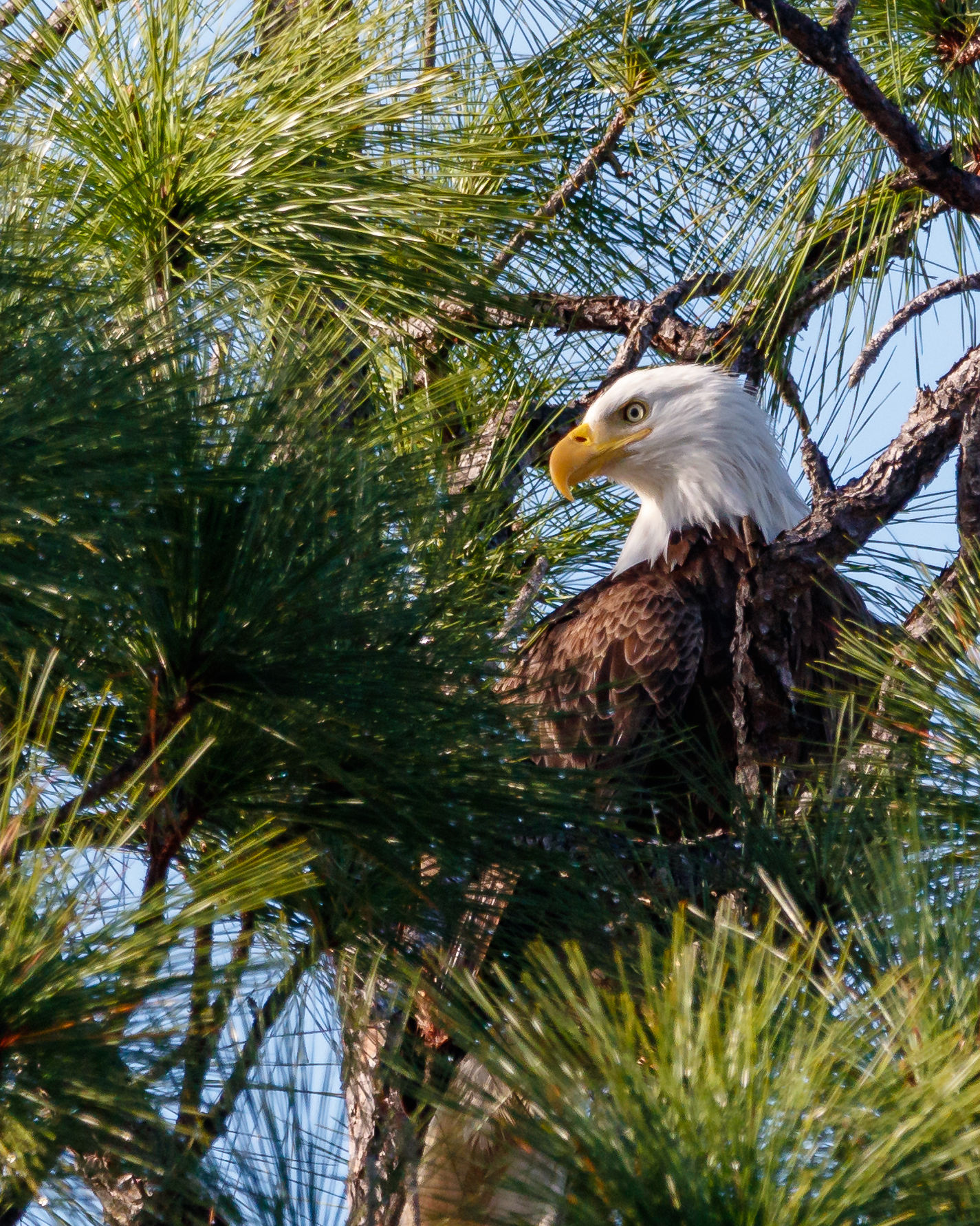 A bald eagle perches in a pine tree at Estero Bay Preserve State Park. Photo by Nate Arnold.