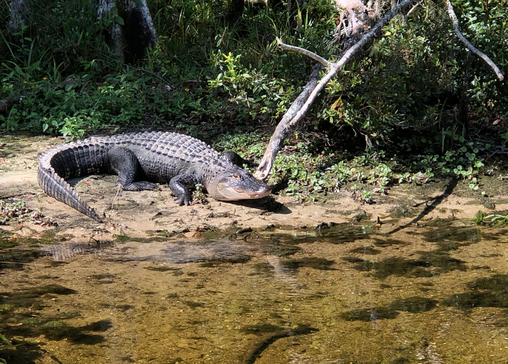 Alligator basking on the banks of the spring