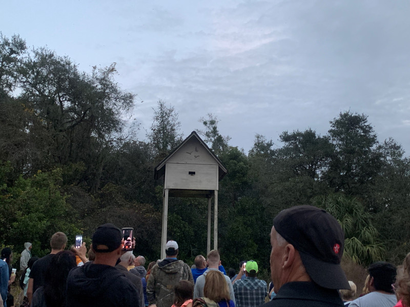 a large crowd of people waits with phones and cameras in front of a small bat house at dusk