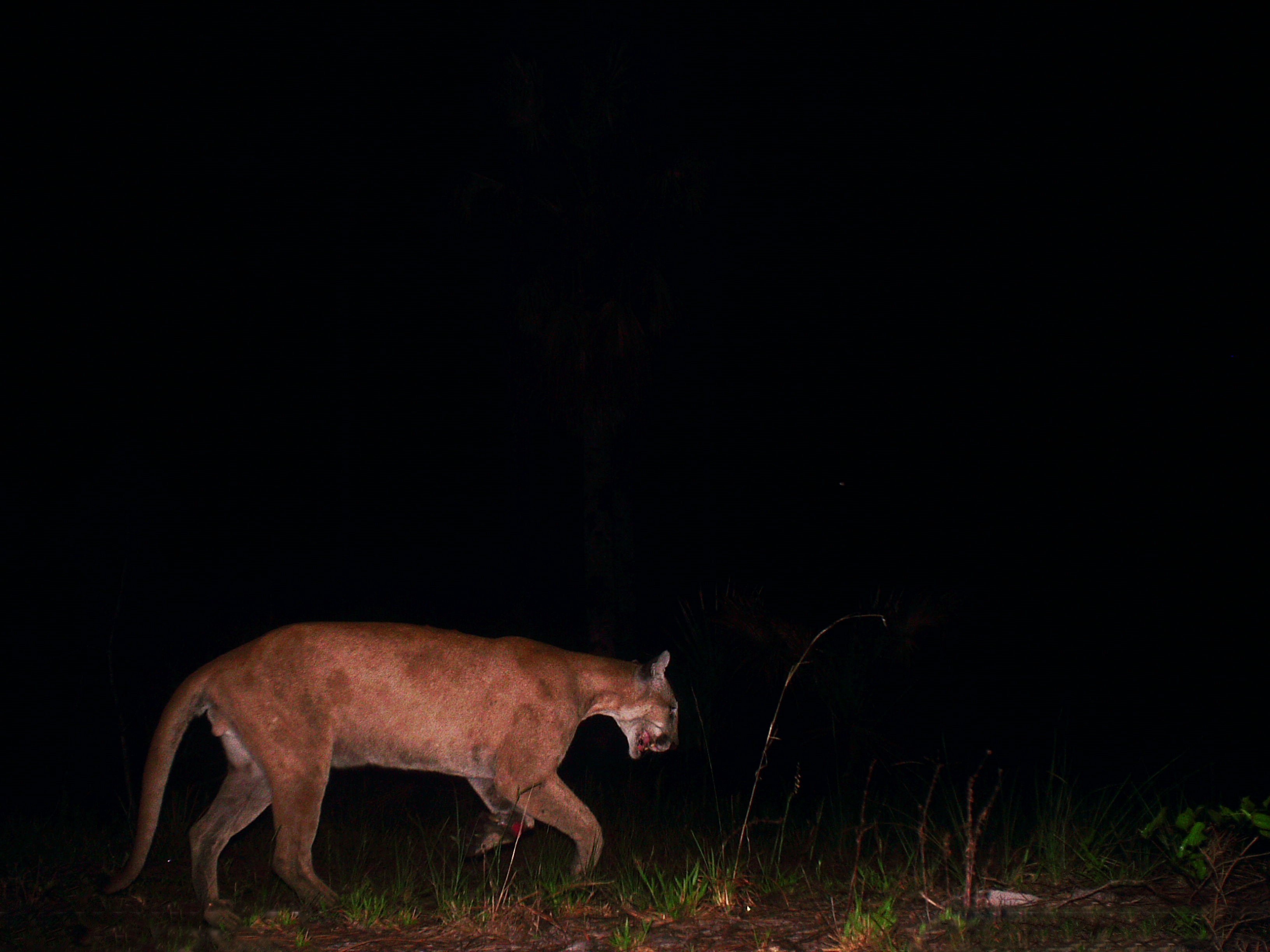 Florida panther photographed by a trail camera at Collier-Seminole State Park.