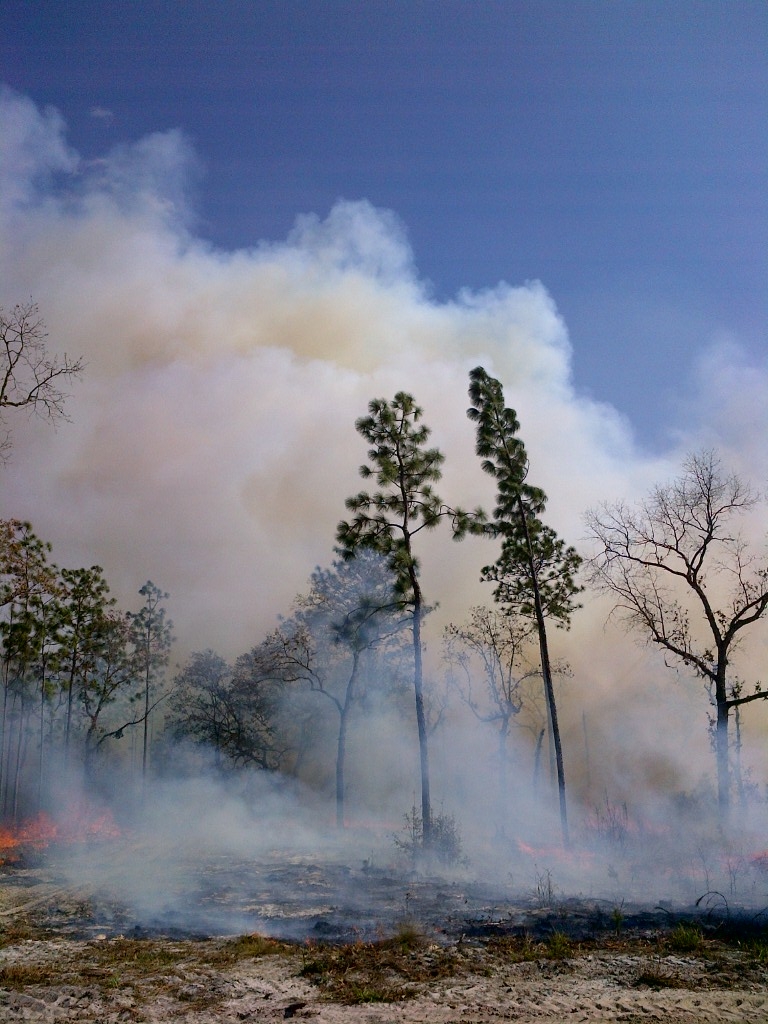 Longleaf pines  during prescribed fire 
