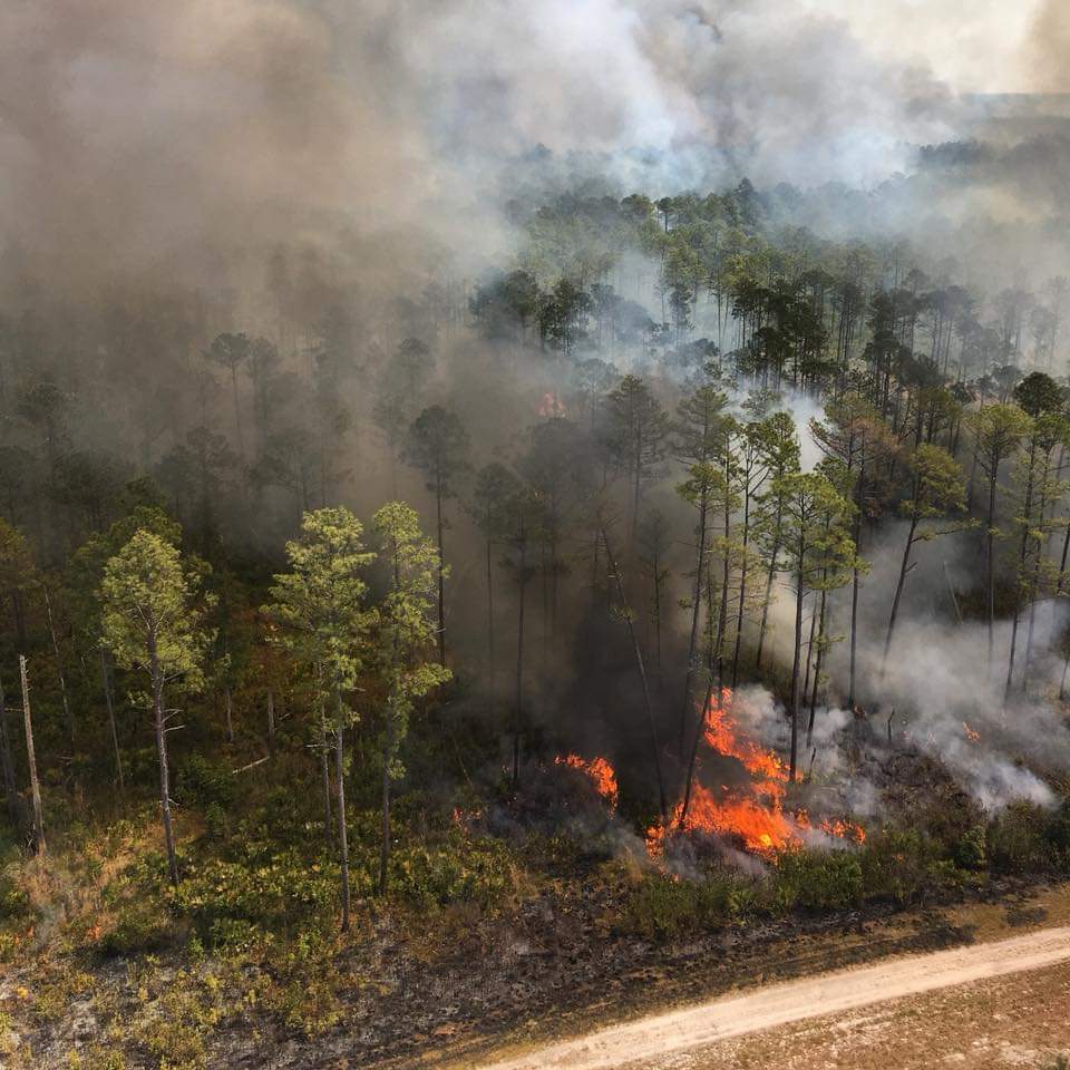 prescribed fire at Dunns Creek