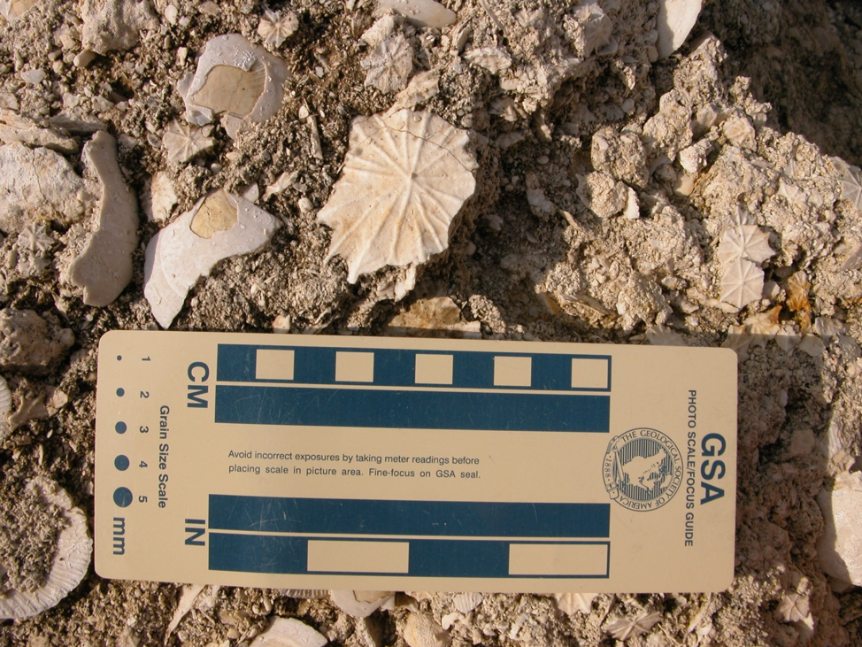 Fossil mollusks and foraminifera found in the limestone exposed in the Florida Caverns State Park