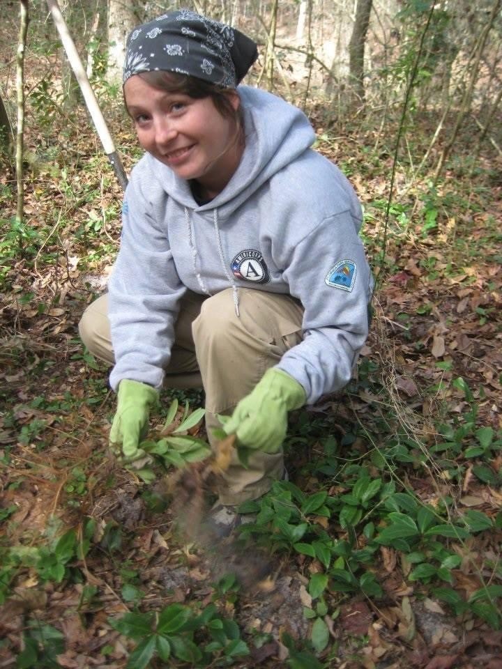 Lauren Natwick works to remove non-native plants.
