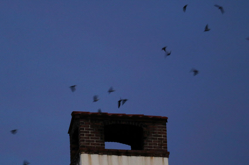Chimney swifts circle the chimney at the lodge in 2015. Photo by Larry Goodman.
