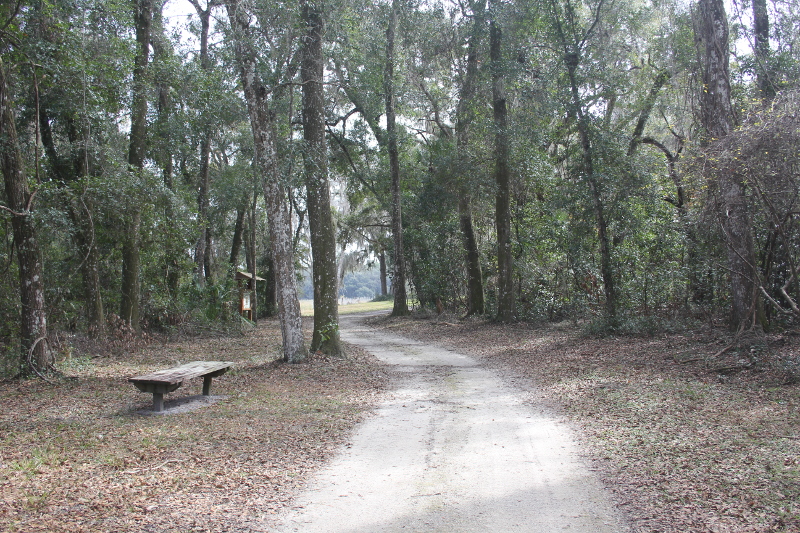 a dirt trail stretches toward an open space, with a bench on one side in between the trees.