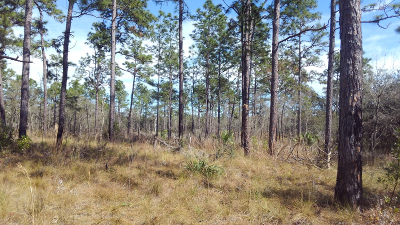 an opne sandhill habitat with pine trees and an understory of wiregrass