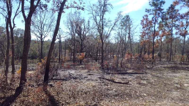 a recently burned sandhill habitat with charred trees and no groundcover.