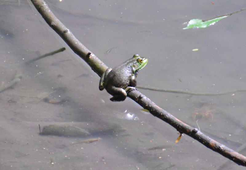 Image of a frog balancing on a stick above the water at Devil's Millhopper State Park.