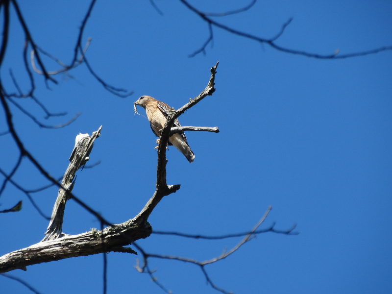 A red hawk sits on a tree branch, a tiny lizard in it's beak