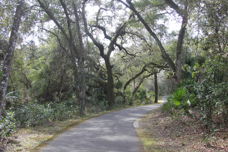 a paved section of the seminole heritage trail underneath twisted oaks and bordered by saw palmettos.