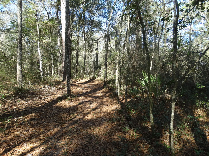 a trail wanders into the distance between two trees, covered in dead leaves