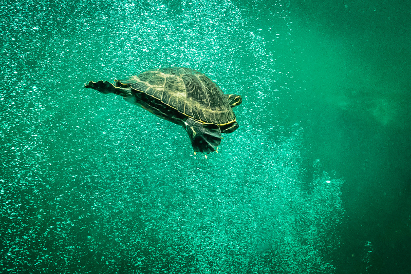 a turtle swims down through green bubbles in water