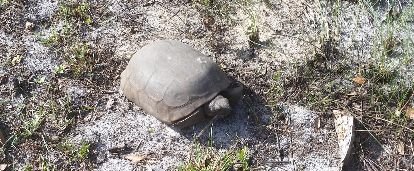 A view of a gopher tortoise.