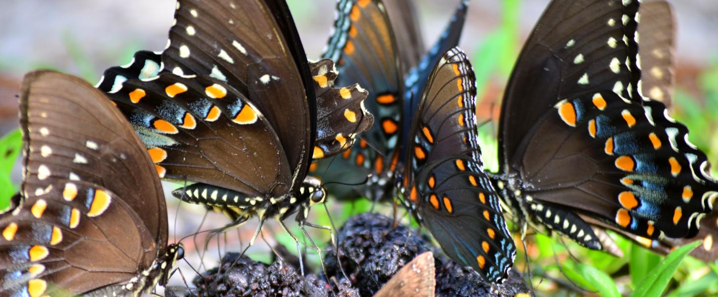 A group of butterflies perched on a stump.