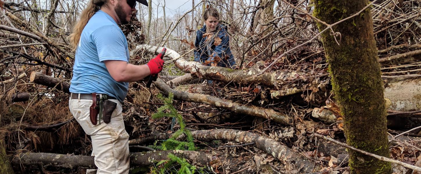 Two Atlanta Botanical Gardens Volunteers clearing Hurricane Michael debris away from a Torreya tree