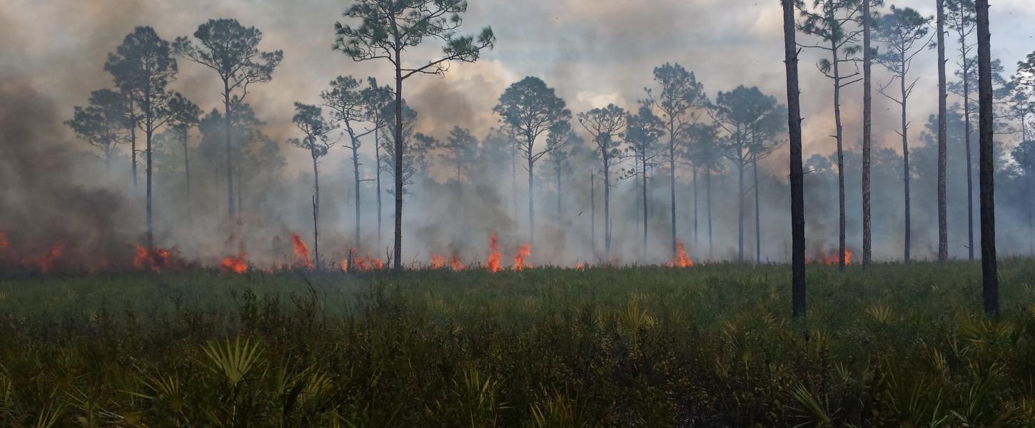 Prescribed Fire at Dunns Creek