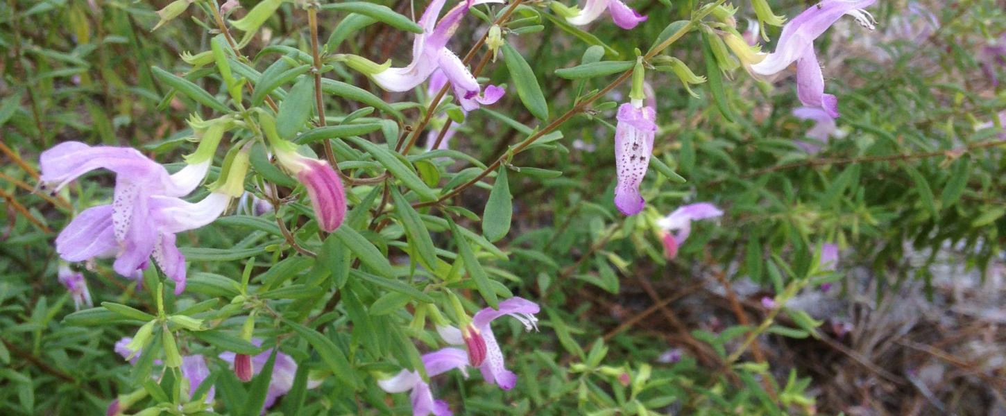 A green shrub with purple flowers.