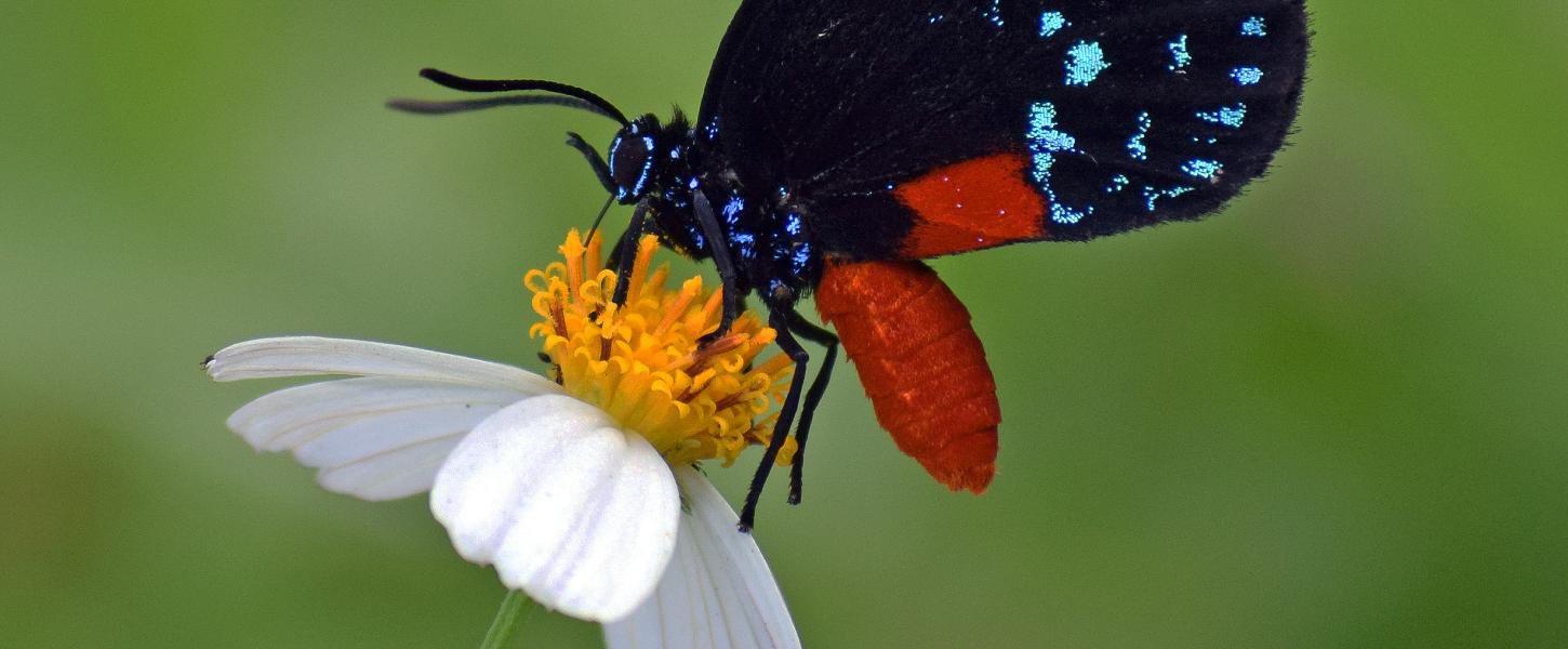 Atala Butterfly on a flower 