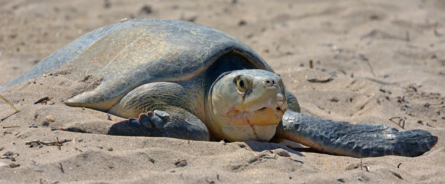 A sea turtle nesting on the beach