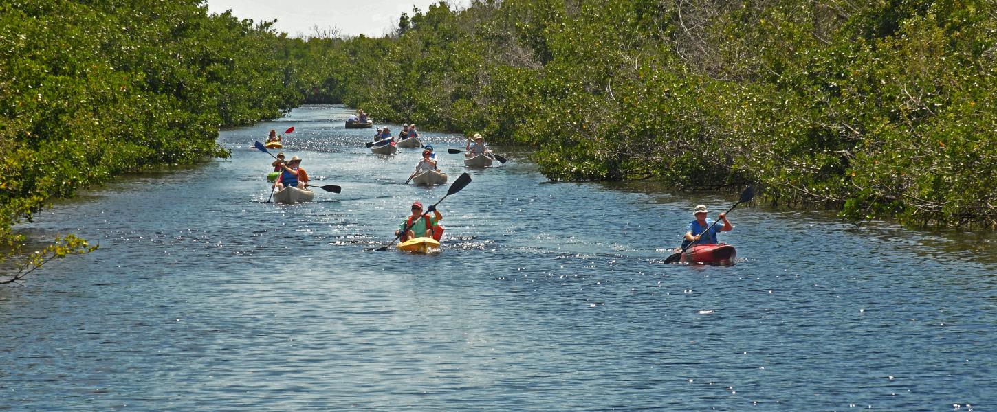 People paddling canoes on a river lined with mangroves.