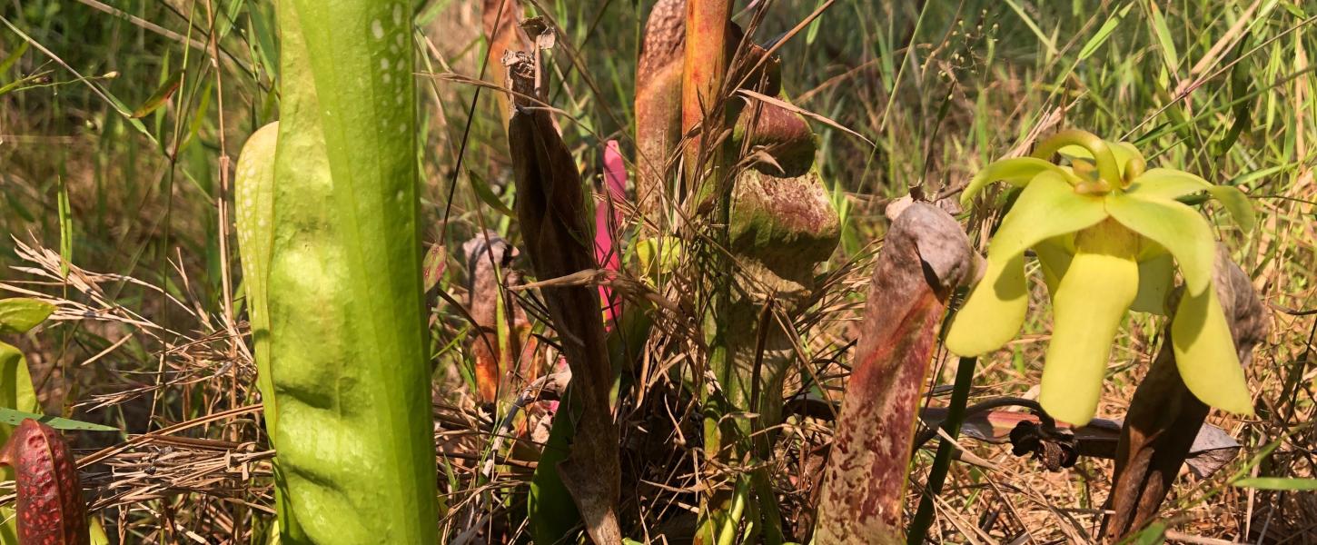 Hooded pitcher plants grow at Paynes Prairie Preserve State Park.