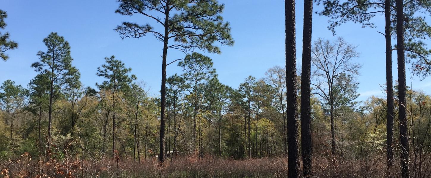 Longleaf pines with open understory shortly after a prescribed fire.  New green growth is visible in the understory. 