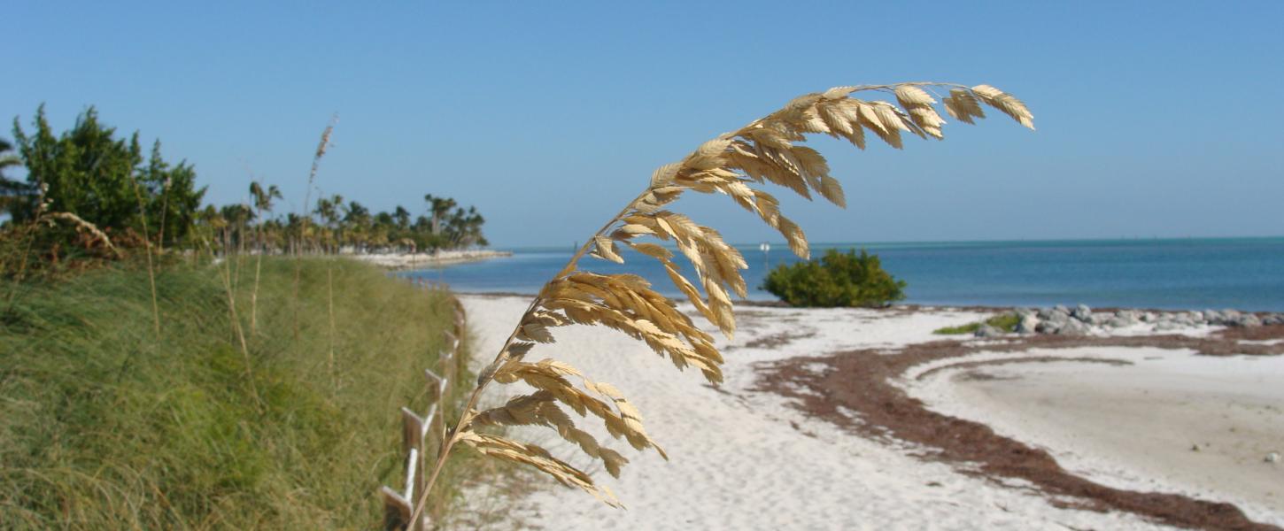 Beach view of sea oats