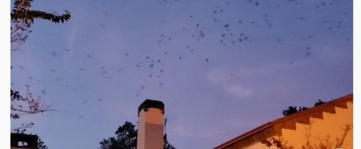 VIDEO: Chimney swifts circle before entering the chimney to roost.