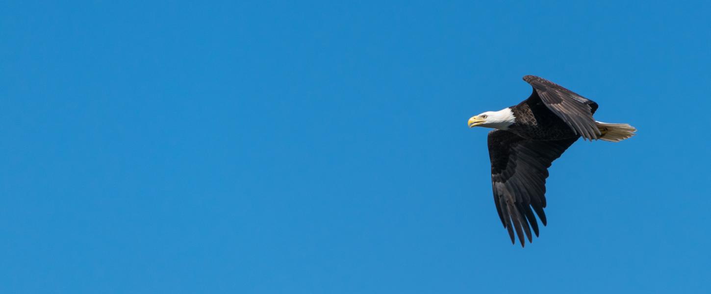 Bald eagle soaring through the sky 