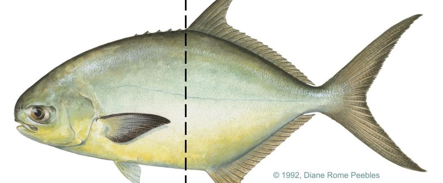 A drawing of a Florida Pompano.