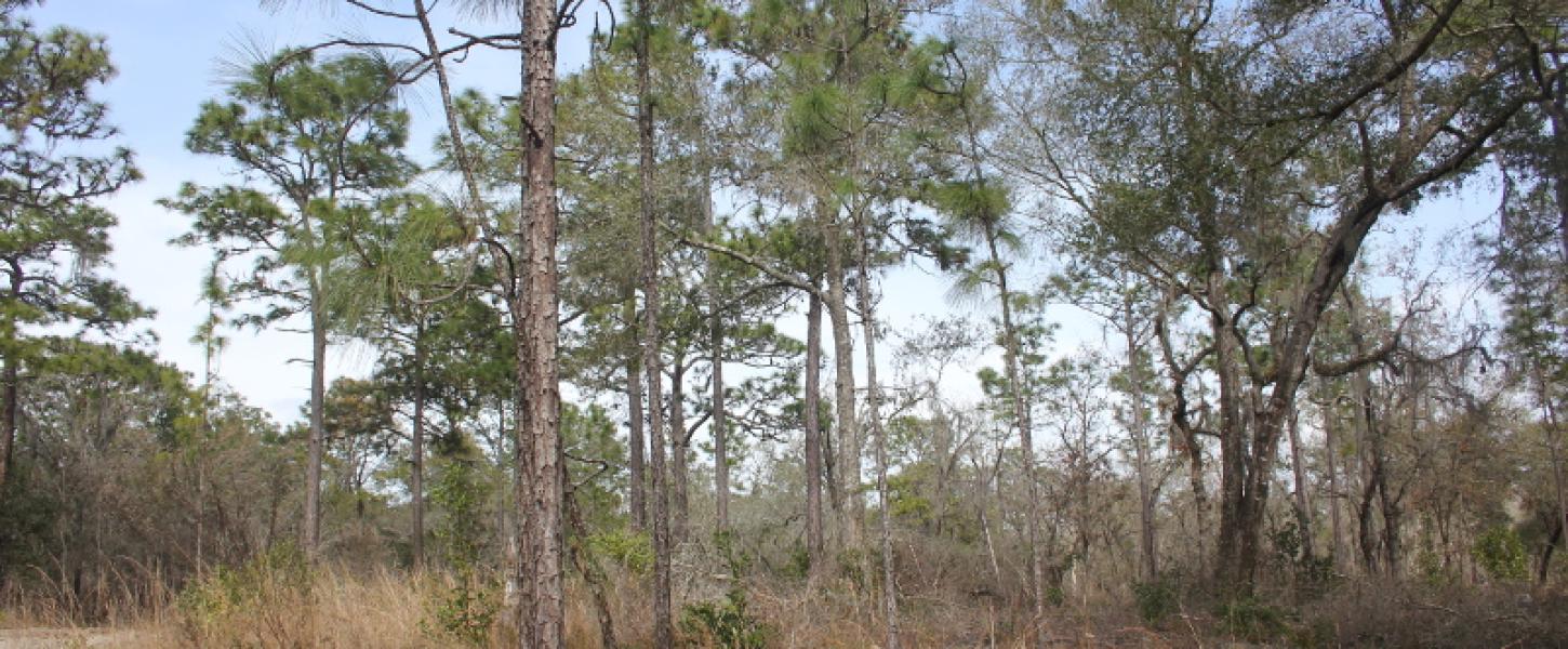 pine trees and wiregrass grow in an open and sunny habitat.