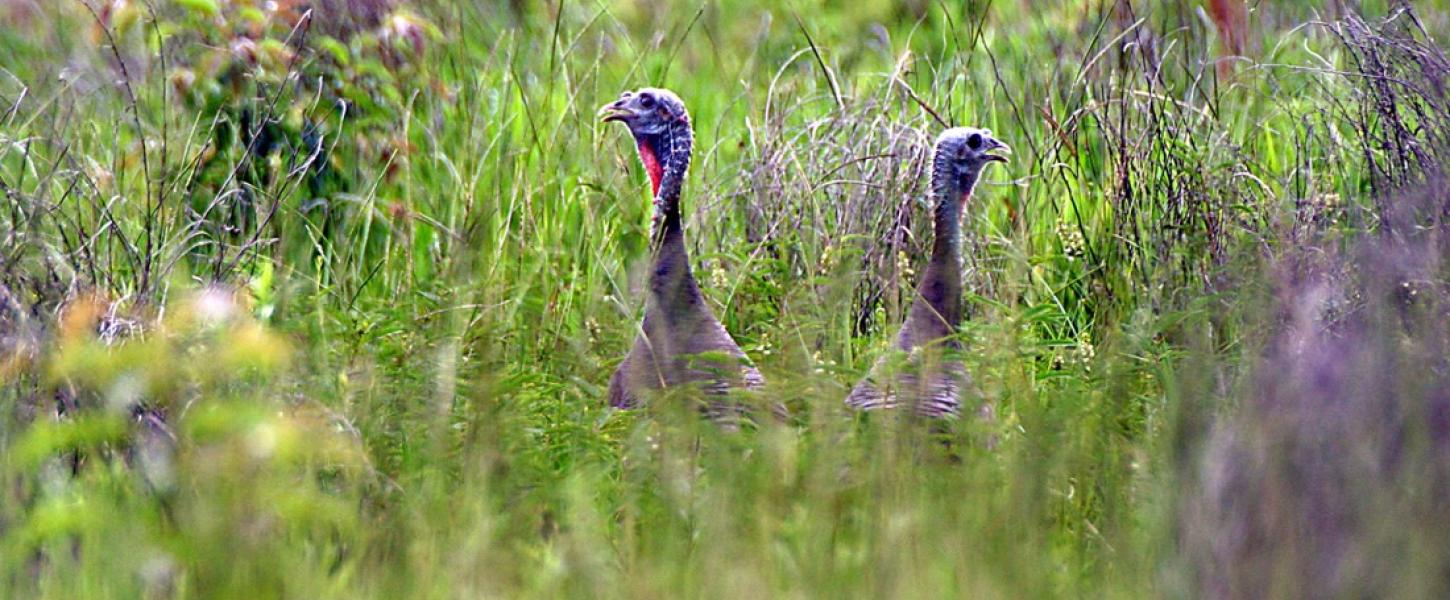 A pair of wild turkey peak their heads out of the grass