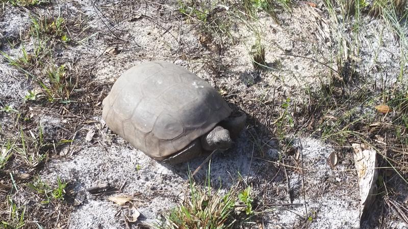 A view of a gopher tortoise.