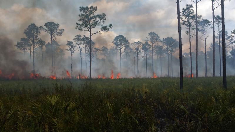 Prescribed Fire at Dunns Creek