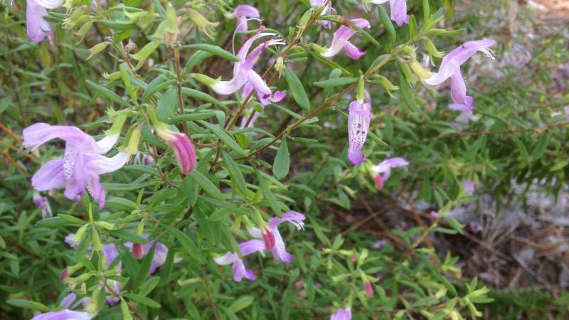 A green shrub with purple flowers.