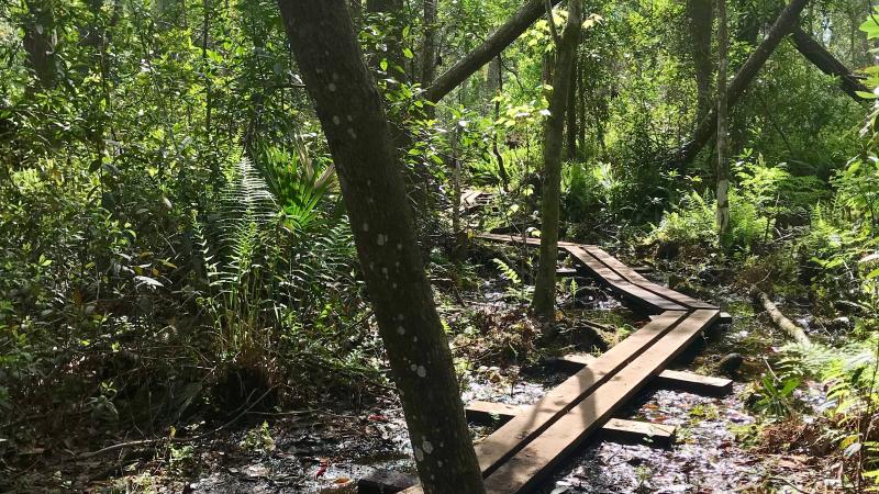 Wooden plank hiking trail through the swamp at Lake Griffin