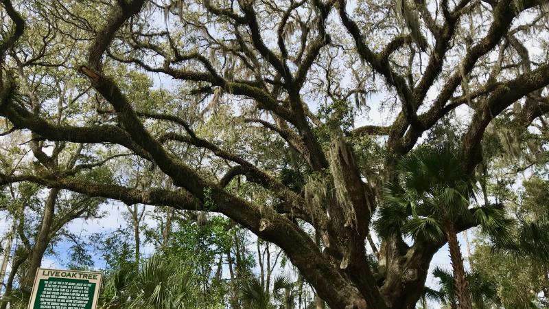 Mammoth Live Oak at Lake Griffin