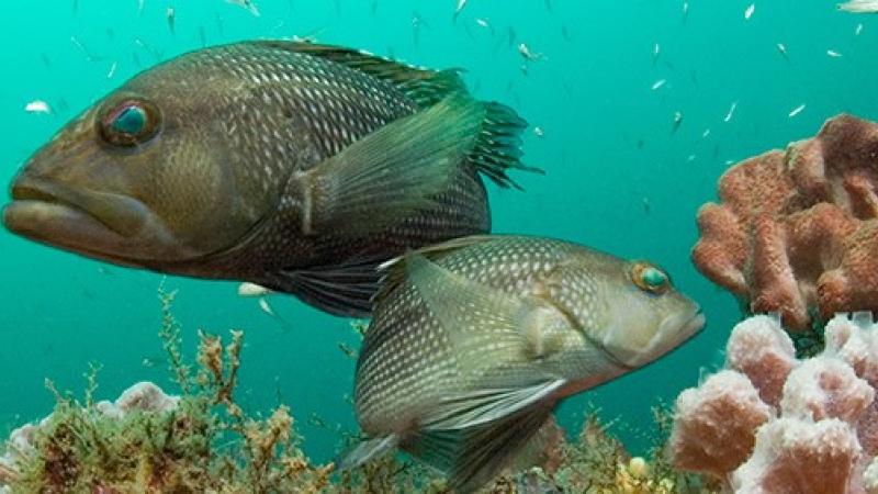 A view of two black sea bass swimming among the corals.