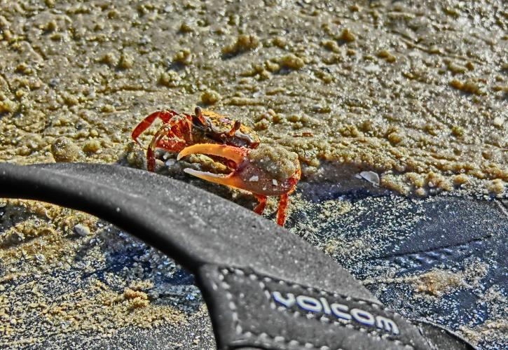 A small red crab walking along the sand.