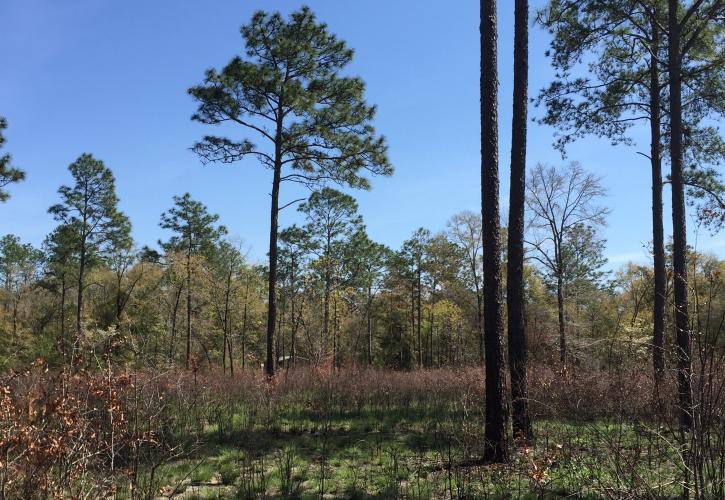 Longleaf pines with open understory shortly after a prescribed fire.  New green growth is visible in the understory. 