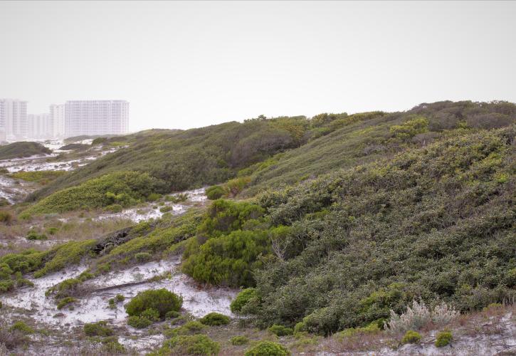 Coastal Scrub Habitat