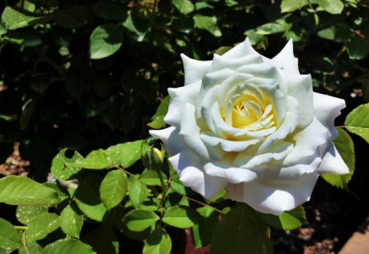 a White rose in full bloom 