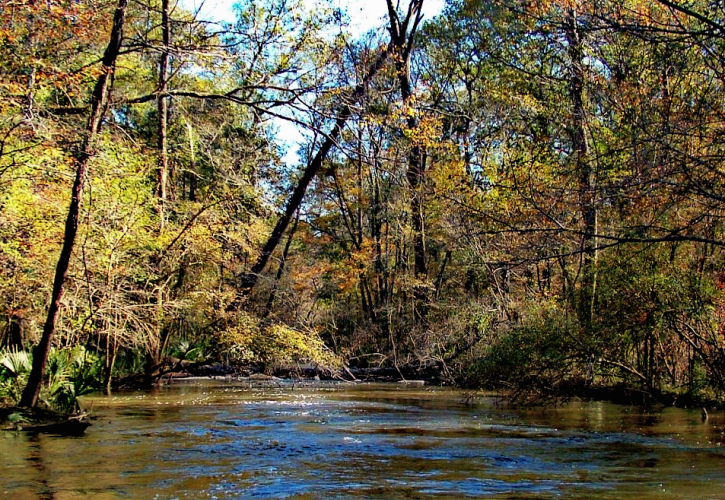 Fall foliage along view of the river. 