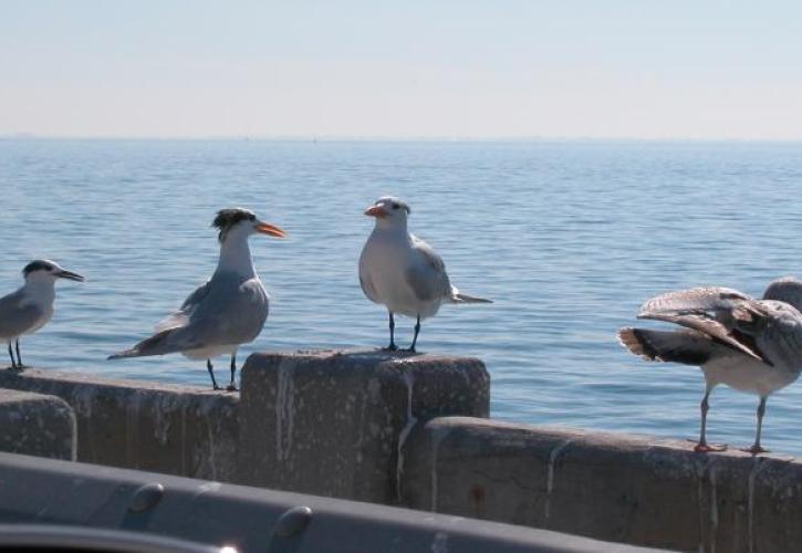 Skyway Fishing Pier Birds