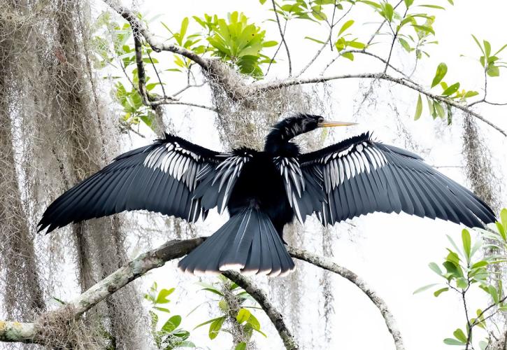 Anhinga sits on a branch with winds outstretched to dry off. 